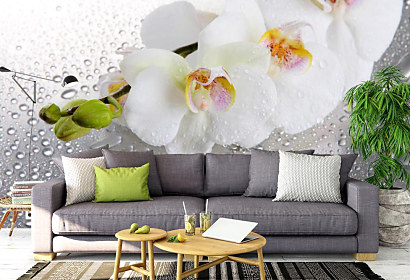 Fototapeta Spa orchidea 1536